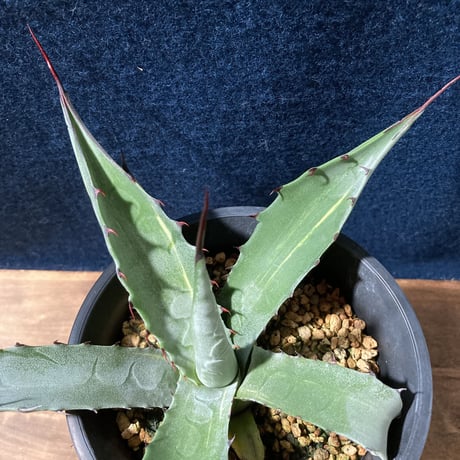 アガベ スカブラ錦 縞斑　Agave scabra f.striata