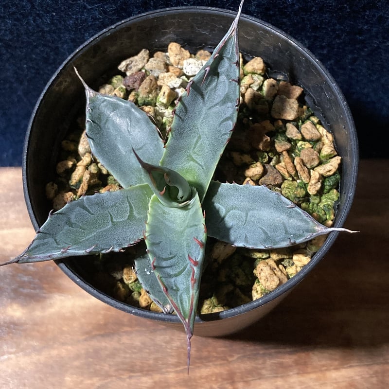 アガベ オバティサナ 'シースター' 子株付き アガベオバティサナ'シー