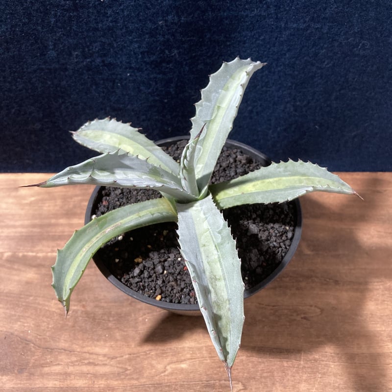 アガベ プロトアメリカーナ “レモンライム” Agave americana v.protoa