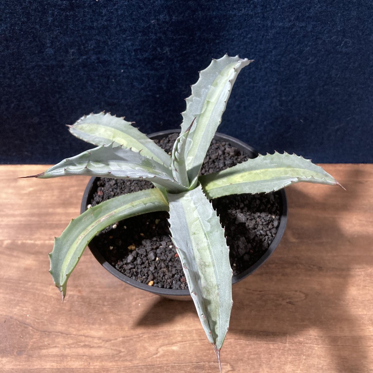 アガベ アメリカーナ錦 フランゾシニー エクスパンサパリーダレモンライム