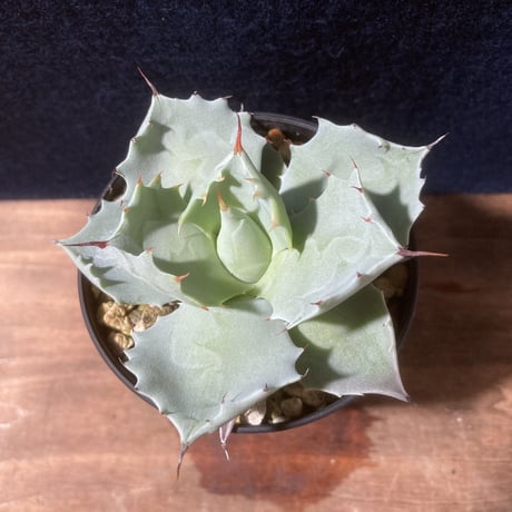 【厚葉・青白肌】アガベ イシスメンシス　Agave isthmensis