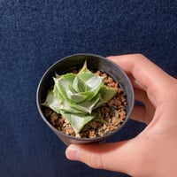 アガベ 王妃雷神 白中斑　Agave potatorum “Ouhi Raijin” f.mediopicta