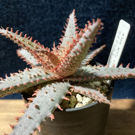アロエ ワイリーカヨーテ　Aloe "Wily Coyote"        Kelly Griffin hybrid