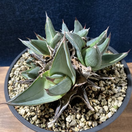 アガベ プミラ クラスターフェスト　Agave pumila “Clusterfest”