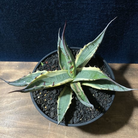 アガベ ザルケンシス錦 白黄覆輪　Agave scabra v.zarucensis f. aureo marginata
