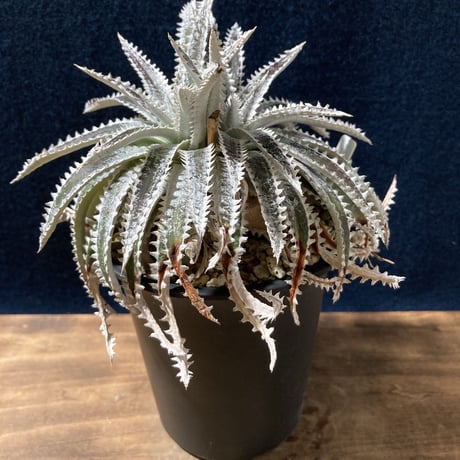 Dyckia Silver Shark　　【最終株】