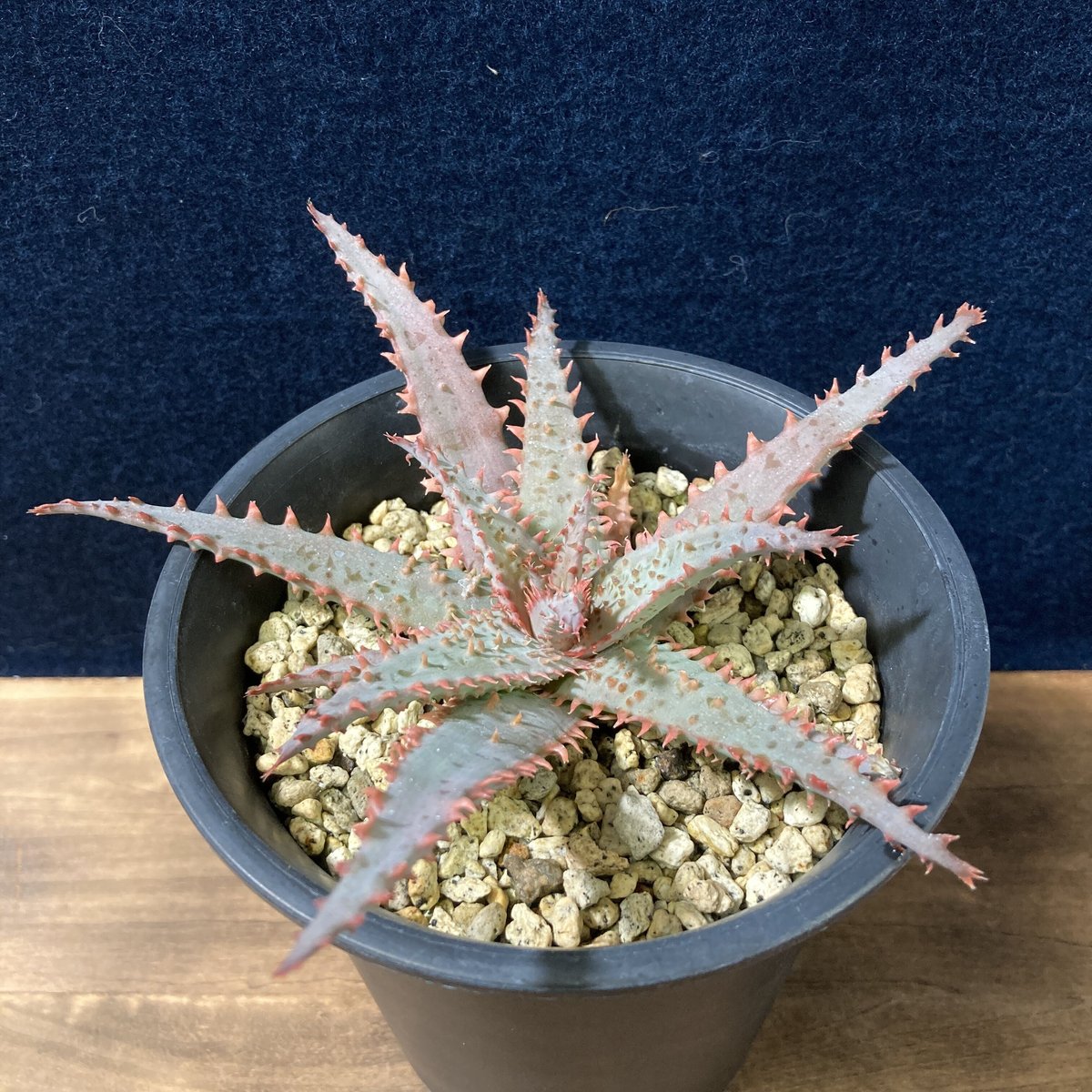 希少ワイリーコヨーテアロエ子株付き アロエ ワイリーカヨーテ Aloe 