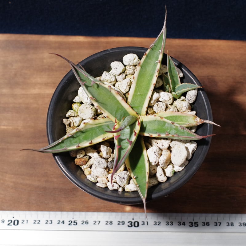 アガベ スカブラ ショート 覆輪 Agave scabra f.variegata 'Shor