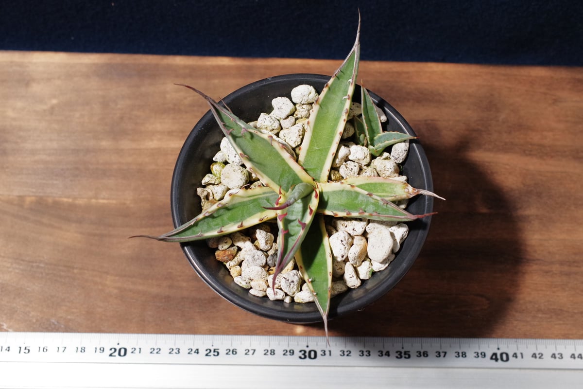 アガベ☆スカブラ すかぶら🥸 今まで地植えしてたけど生長おっそいので 鉢上げした