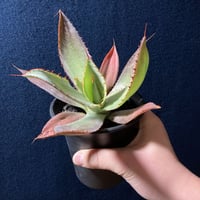 アガベ ボビコルヌタ　Agave bovicornuta