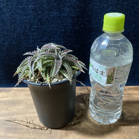 ディッキア カリフォルニア　Dyckia ‘California’