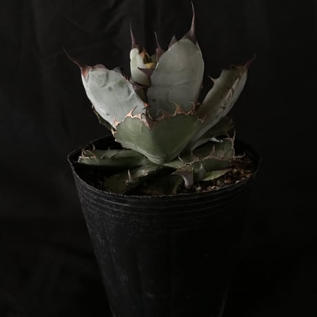 アガベ   ❛ブルーボール❜   子株付き　Agave 'Black and blue'