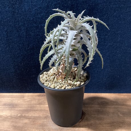 ディッキア ゴエリンギー タイプクローン　Dyckia goeringii Type Clone