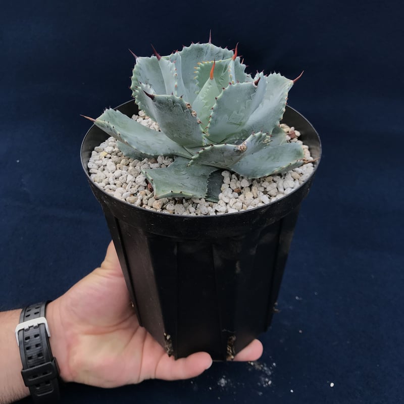 アガベキャメロンブルー超大株