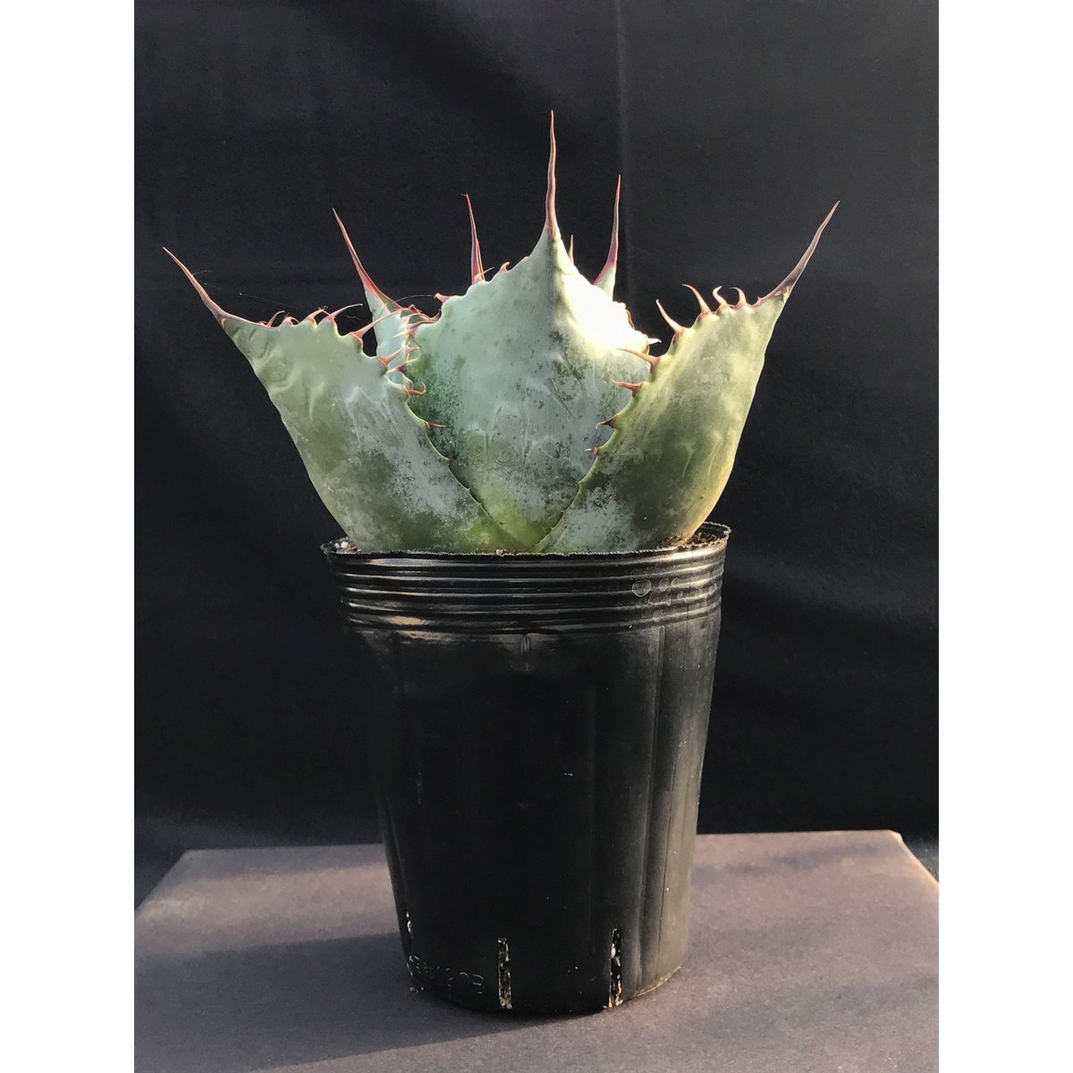 アガベ ❛ファイヤーボール❜ Agave parrasana 