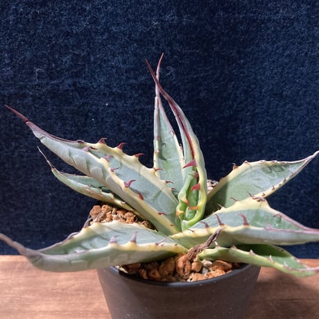 アガベ スカブラ錦 白黄覆輪　Agave scabra f.marginata
