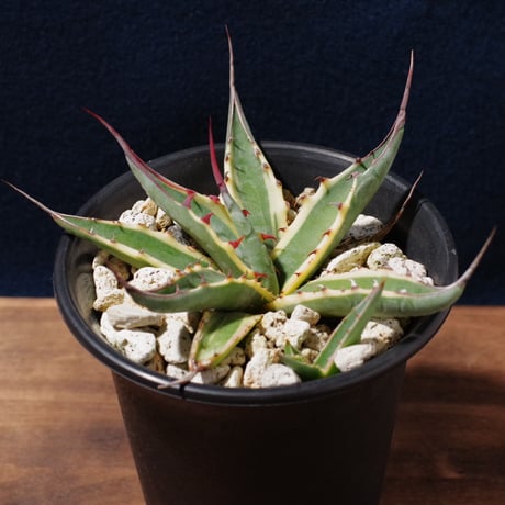 アガベ スカブラ ショート 覆輪　Agave scabra f.variegata 'Short Leaf'