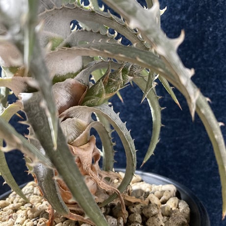 ディッキア ゴエリンギー タイプクローン　Dyckia goeringii Type Clone