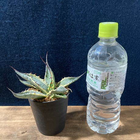 アガベ スカブラ錦 白黄覆輪　Agave scabra f.marginata