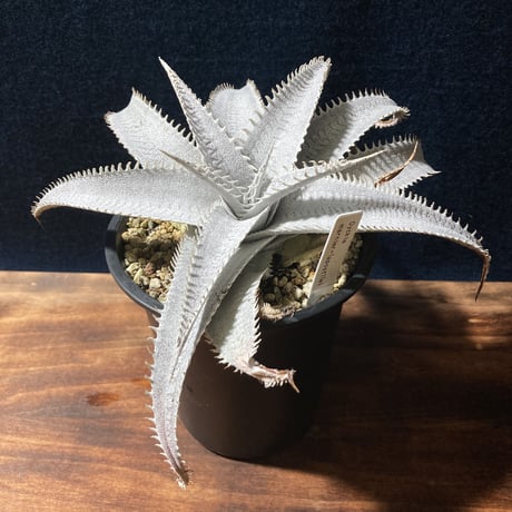 ディッキア マルニエラポストレイ　Dyckia ｍarnier-lapostollei