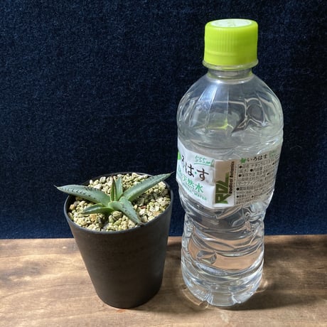 アガベ シャークスキン　Agave nigra “Shark Skin”