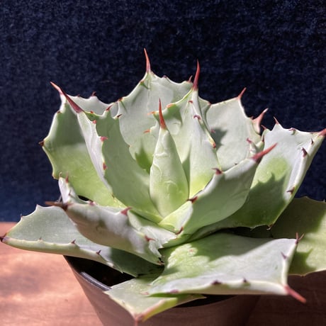 アガベ イストメンシス　Agave isthmensis