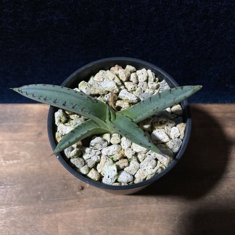 アガベ シャークスキン　Agave nigra “Shark Skin”  　　　　識別code0215