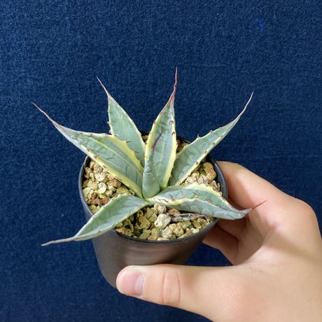 アガベ スカブラショート 黄覆輪　Agave scabra f. marginata Short Leaf