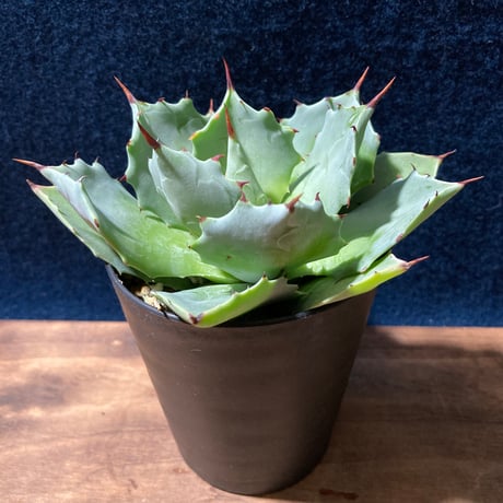 アガベ イストメンシス　Agave isthmensis