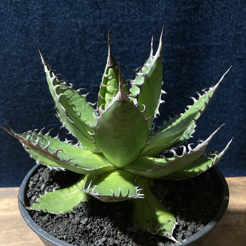 アガベ ホリダ 強鋸歯 Agave horrida | radical botanics