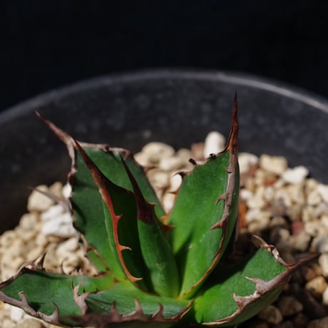 アガベ ギルベイ 極美株　Agave horrida ssp. gilbeyi