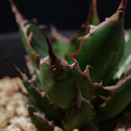 アガベ ギルベイ 極美株　Agave horrida ssp. gilbeyi
