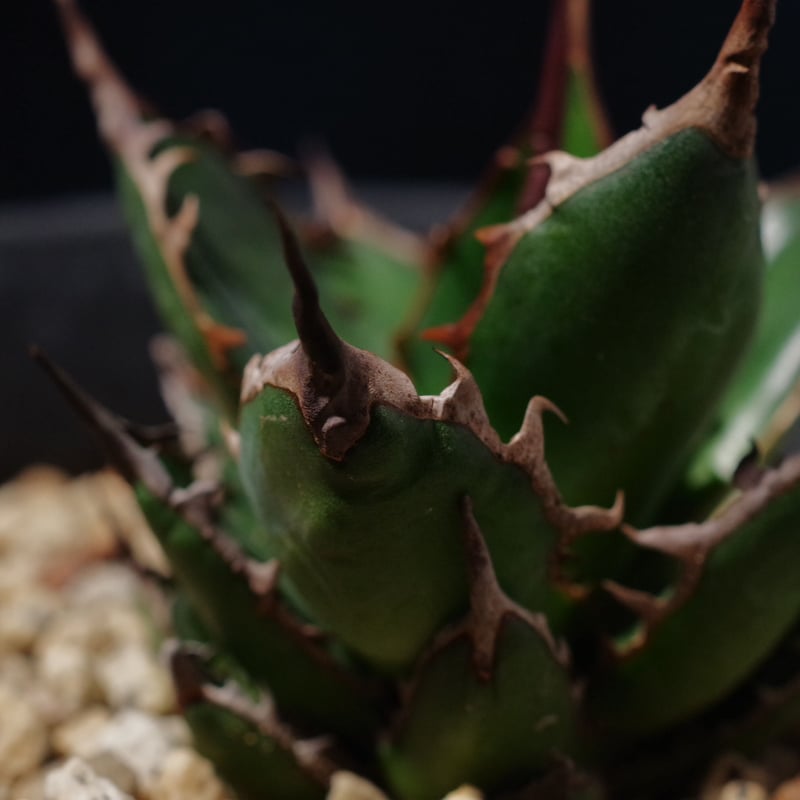 アガベ ギルベイ 極美株 Agave horrida ssp. gilbeyi | radic アガベ ギルベイ 極美株 Agave horrida ssp. gilbeyi | radic