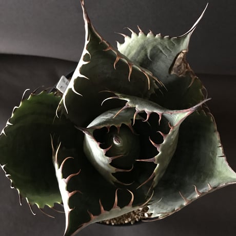 アガベ　❛ファイヤーボール❜　Agave  parrasana  ’Fire ball’