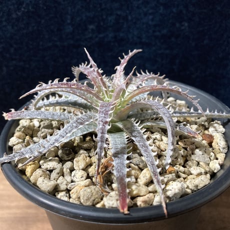 ディッキア フォステリアナ　 Dyckia fosteriana