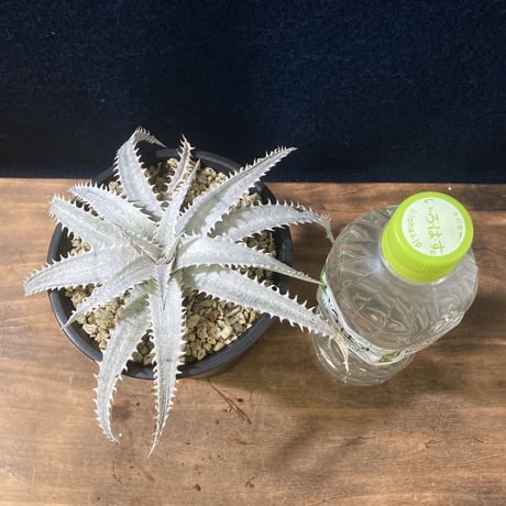 Dyckia Grand Marnier   ディッキア  グランマルニエ