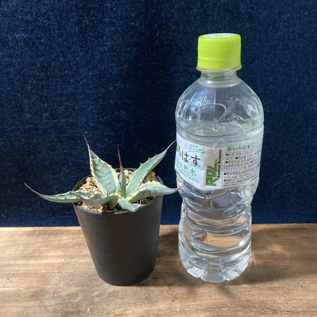 アガベ スカブラショート 黄覆輪　Agave scabra f. marginata Short Leaf