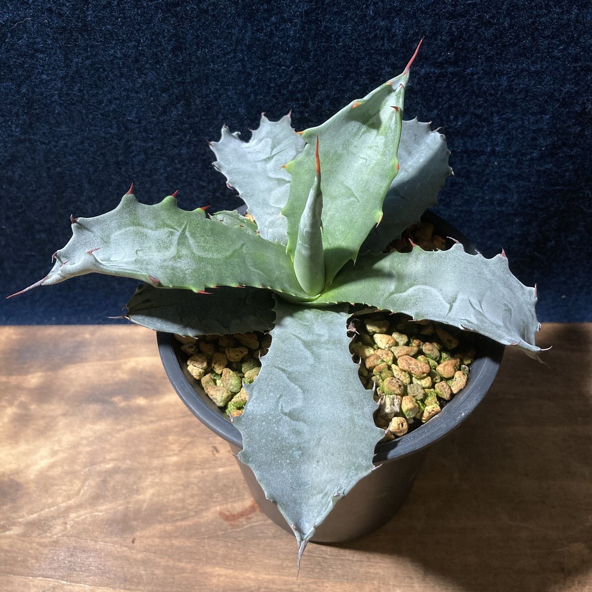 アガベ ファンキートゥース Agave americana v.protoamericana