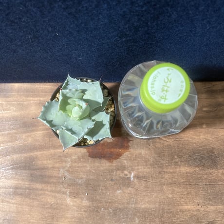 【厚葉・青白肌】アガベ イシスメンシス　Agave isthmensis