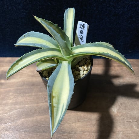アガベ 琥珀竜　Agave americana f.mediopicta aurea