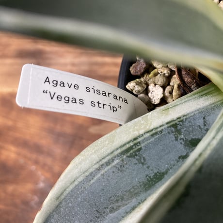 アガベ ベガスストリップ Agave sisalana “Vegas Strip”