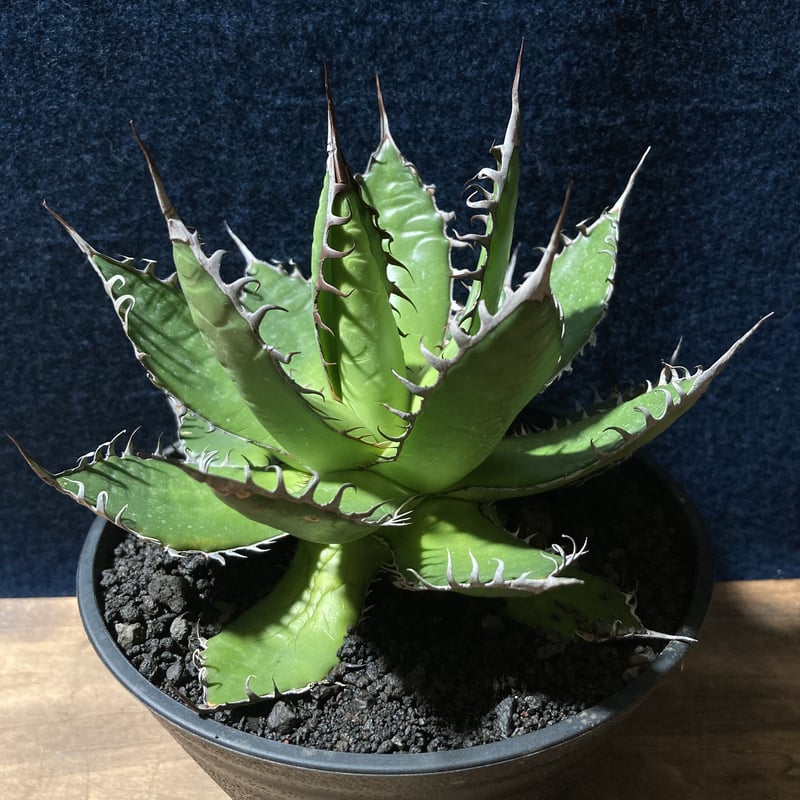 Agave アガベ ホリダ 短葉 ドワーフ 陽炎タイプ胴切株 子株7つ ギルベイ Agave アガベ ホリダ 短葉 ドワーフ 陽炎タイプ胴切株 子株7つ