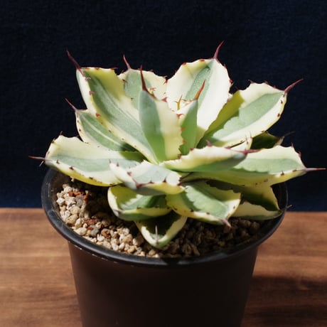 アガベ   スーパークラウン　Agave  potatrum   ‘Super  Crown’