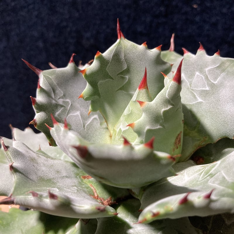 アガベ 王妃甲蟹 中国系特選株 (識別code TypeC) | radical