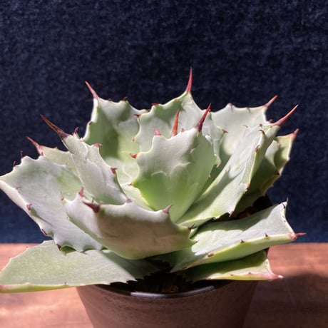 アガベ イストメンシス　Agave isthmensis