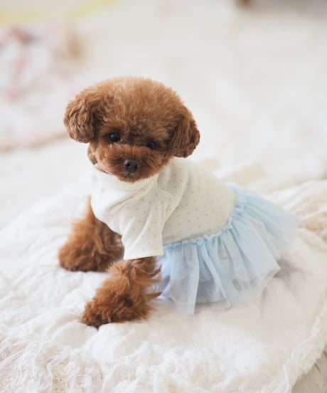 XS・Sサイズ【 AngelicMoon Chambre】Miel BeBe（ミエルべべ）