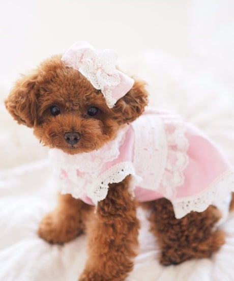 ＊Sサイズラスト1枚＊【 Picnic of Marie Antoinette】Robe en jean （ローブアンジーン）Rose（ピンク）Sサイズ