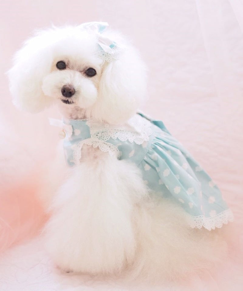 Kukuhime様SALEhandmade♡♡もふもふわんちゃんバレッタブルー②