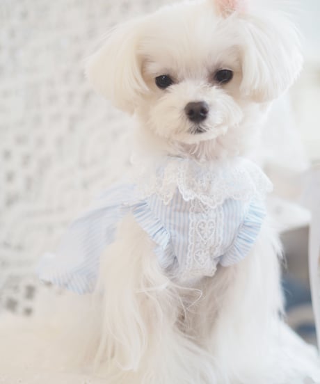 ☆Sサイズラスト1点☆【Picnic of Marie Antoinette】Lovely Stripe Dress （ラブリーストライプドレス）Sサイズ