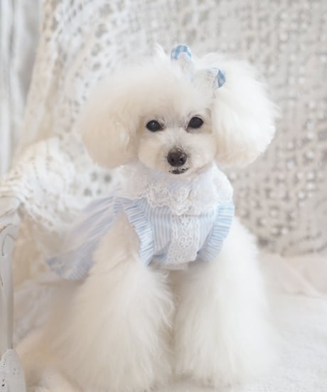 ☆Sサイズラスト1点☆【Picnic of Marie Antoinette】Lovely Stripe Dress （ラブリーストライプドレス）Sサイズ